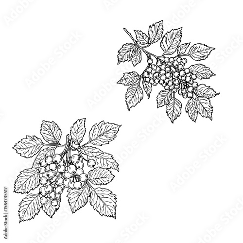 Berries and leaves on branch, black and white sketch. Vector illustration. Rowan or viburnum, harvested in autumn, isolated on white background. For books, postcards, textiles, and children's design.