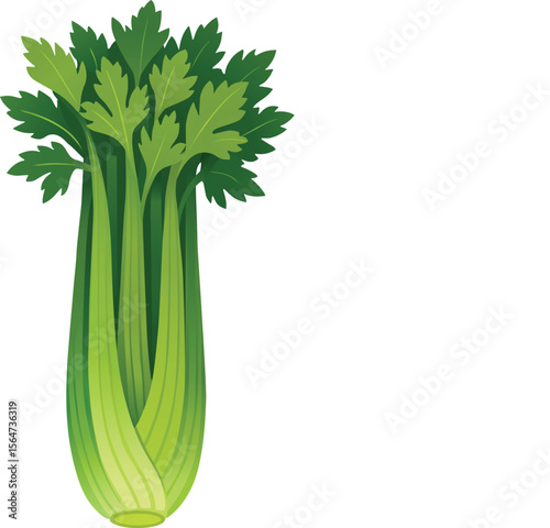 Illustration of Fresh Green Celery 
