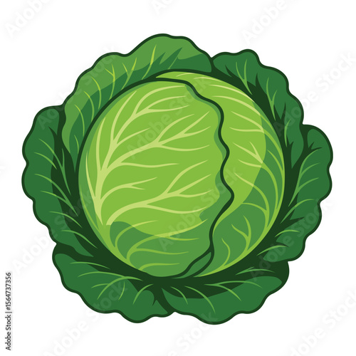Illustration of a Fresh Green Cabbage