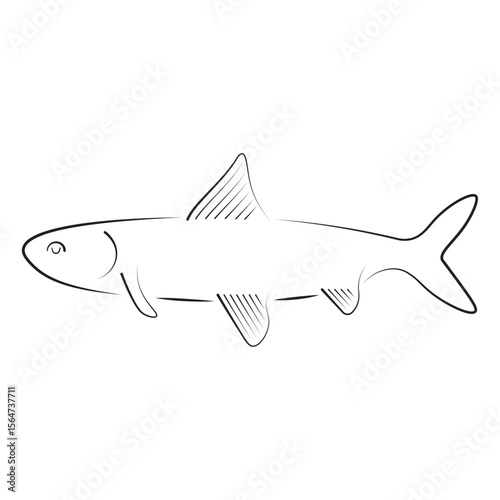 Line art of a cisco fish with fins and slender body, great for freshwater fish guides, educational visuals, scientific charts, or wildlife vector sets.