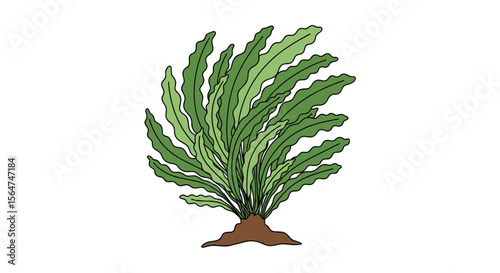 Undulating Fern in an outdoor natural setting