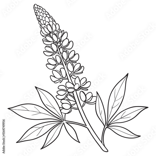 Lupine Flower: A detailed pen and ink line drawing of a Lupine flower, the delicate petals and leaves meticulously rendered to capture botanical accuracy, and evoking a sense of the beauty of nature.