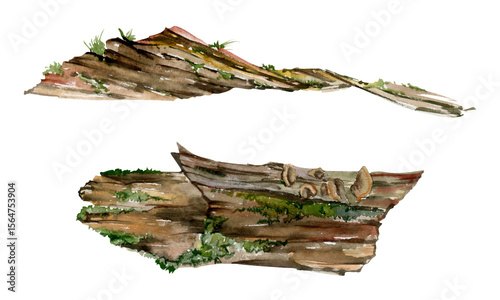 Fallen tree trunk log bark covered in moss lichen fungus growth. Forest woodland floor detritus biodiversity habitat. Single element watercolor hand drawn illustration. Botanical study, wildcrafting