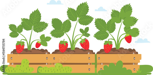 Vector garden isolated on a white background. Illustration of mature growing strawberries in the garden on the bed. leaf, strawberry, berry, growing, harvest, juicy, ripe, cartoon, illustration, 