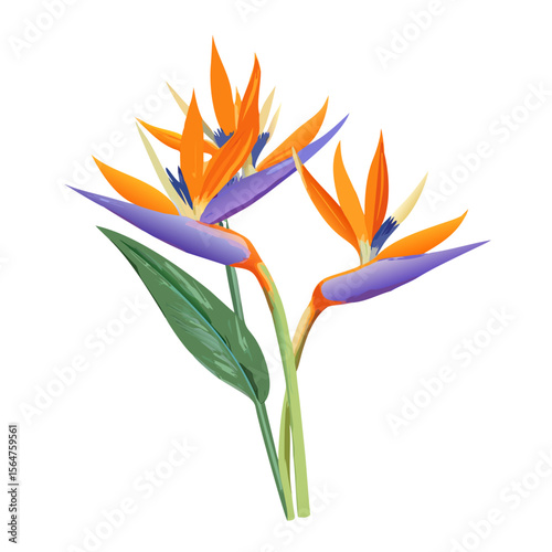orange flower isolated on white