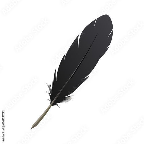 feather on white background