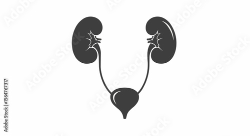Illustration of the human urinary system showing kidneys ureters and bladder in a simple graphic style