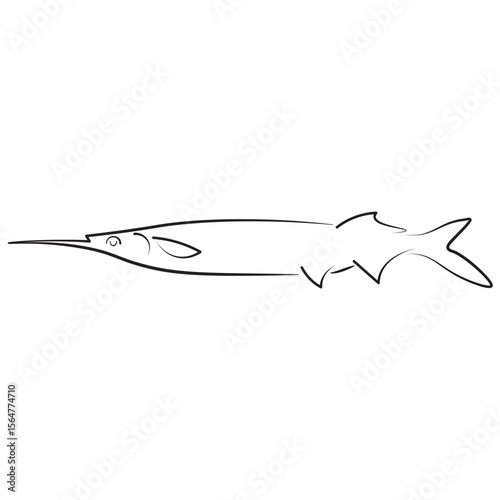 Minimal line art of a garfish, perfect for marine biology visuals, fishing guides, seafood menus, or educational content. Sleek outline ideal for vector or infographic projects.
