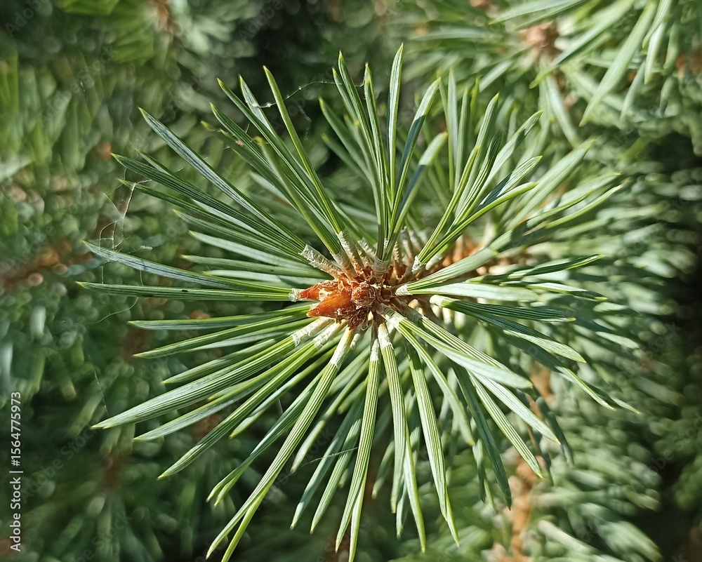 Macro of Dwarf Pine Branch with Needles Macro of Dwarf Pine Branch with Needles