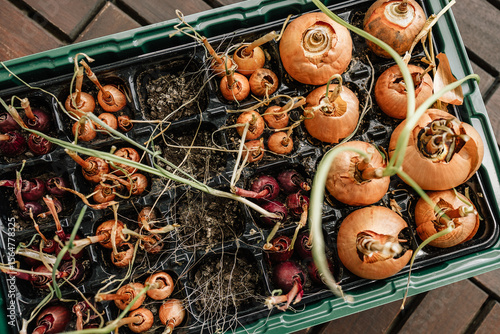 Seed tray filled with neglected onion bulbs, showing shriveled yellow stems and dry, lifeless texture on rustic wooden floor, marking end of growth and failed planting season. Withered onion bulbs