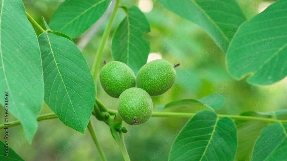 Green unripe walnuts on a tree branch close-up