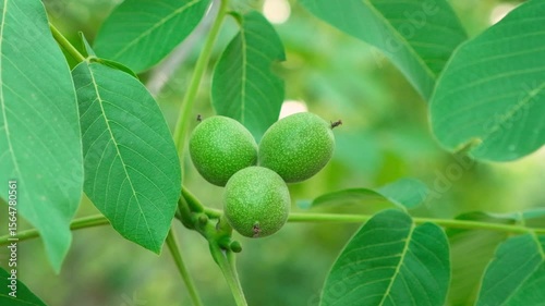 Wallpaper Mural Green unripe walnuts on a tree branch close-up Torontodigital.ca