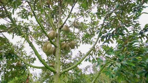Fresh Durian Fruit Growing on Tropical Tree in Lush Environment