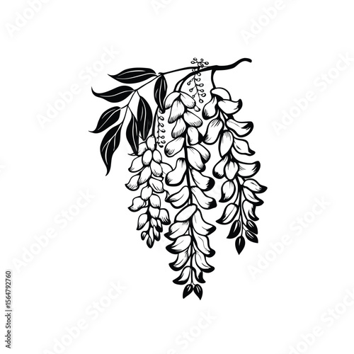 vector illustration of elegant wisteria flower on white background