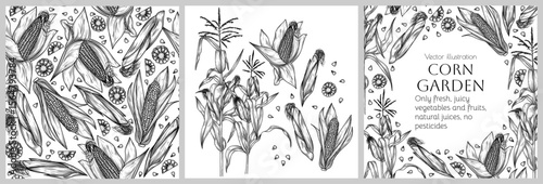 Vector illustration of corn. Set of seamless patterns, collection of elements and frame with vegetable. Decoration for packaging, labels, brochures