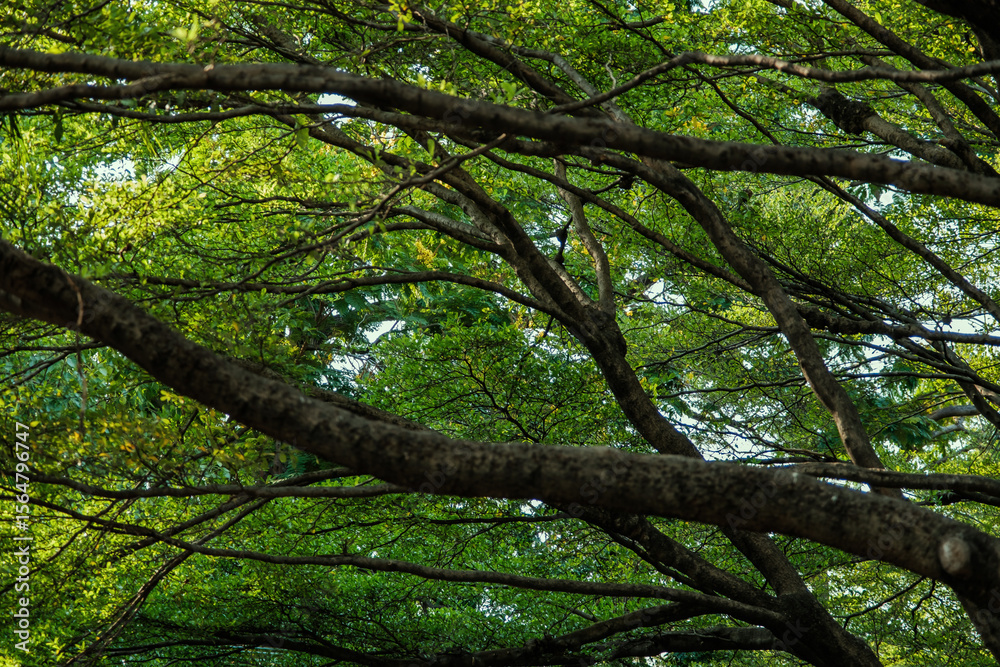 Fototapeta premium a green scene of many branches of tree surround with green leaves