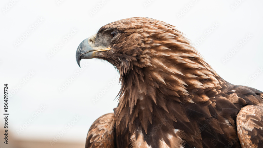 Fototapeta premium Close-up of a mongolian eagle used in traditional falconry