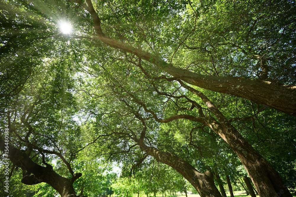 Fototapeta premium Sunlight filtering through dense tree canopy