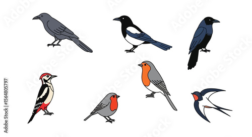 Vector bird identification guide featuring crow, magpie, robin, woodpecker, and swallow species illustration