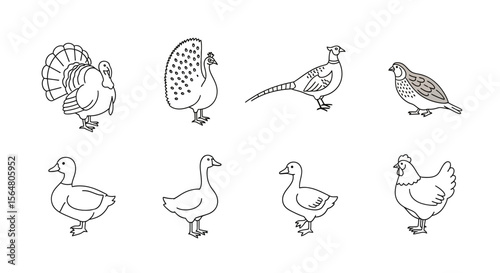 Vector collection of poultry birds outline drawing vector illustration featuring turkey peacock pheasant quail duck goose hen