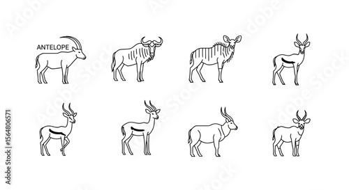 Vector antelope species identification guide for wildlife enthusiasts and african safari animal lovers outline drawing