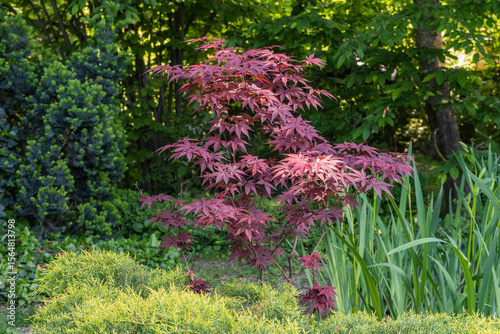 Japanese maple (Acer Palmatum) is striking plant with red leaves that stands out in lush garden surrounded by greenery and quiet pond in background. Japanese maple grows on bank of garden pond