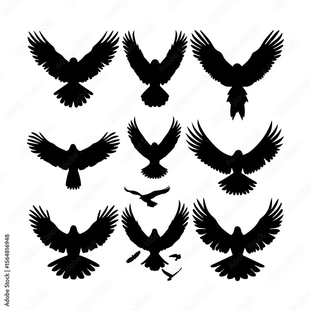 Obraz premium Hawk Bird Black Silhouettes Set Clipart White Background