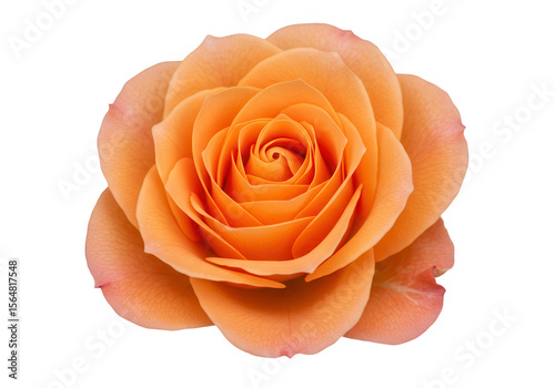 Fototapeta Naklejka Na Ścianę i Meble -  A single, fully bloomed orange rose with delicate petals is isolated on transparent background, showcasing its vibrant color and elegant form