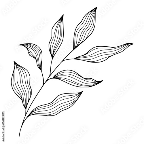 Minimilist aesthetic botanical illustration of a branch with elongated leaves and line details on a white background vector