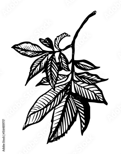 Minimilist illustration of a branch with several leaves in black and white with detailed venation and stem texture vector
