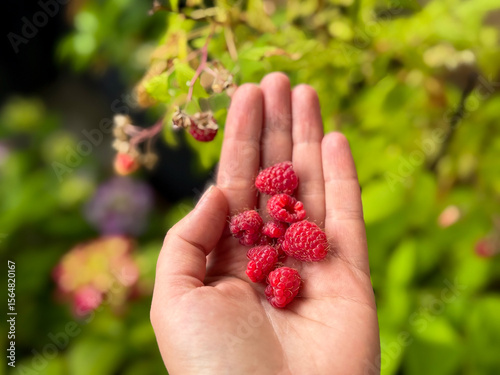 Photography Freshly picked red raspberries berries in white female hand close up in balcony