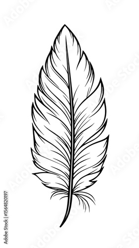 Minimilist illustration of a single feather with detailed barbs and a central rachis in a black and white drawing style vector