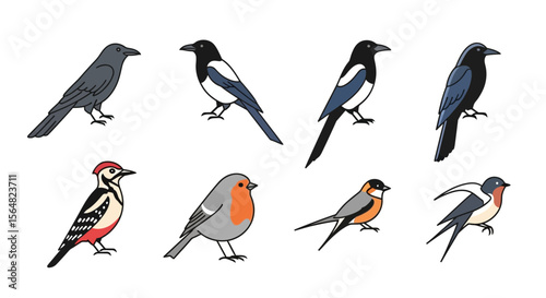 Vector illustration of different types of birds crow magpie robin woodpecker swallow birdwatching ornithology drawing