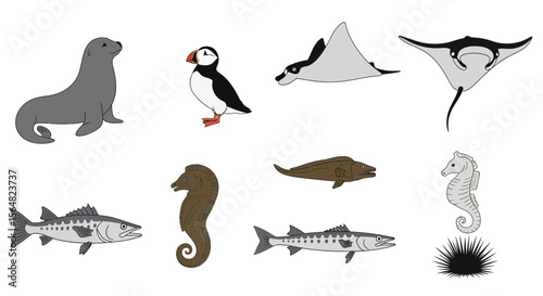 Vector marine life illustration featuring sea animals such as seal puffin manta ray seahorse and barracuda drawing
