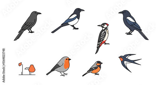 Vector illustration of various bird species including crow magpie woodpecker robin swallow and bullfinch drawing