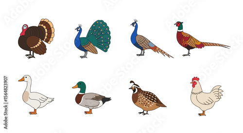 Vector illustration of various bird species including turkey peacock pheasant duck goose quail and chicken drawing