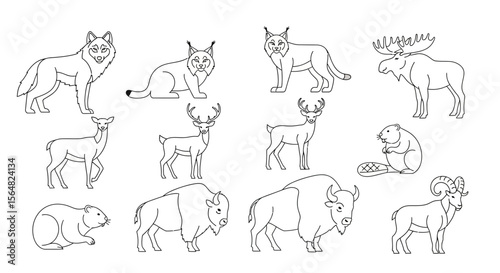 Vector line art of north american wildlife animals including wolf lynx deer moose bison beaver and bighorn sheep