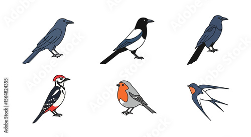 Vector illustration of various bird species including crow magpie woodpecker robin and swallow for ornithology study