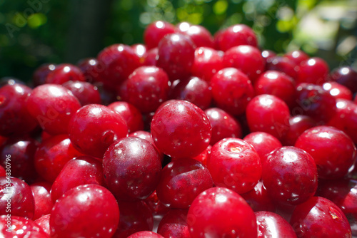 A bunch of red cherries on a blurred garden background.