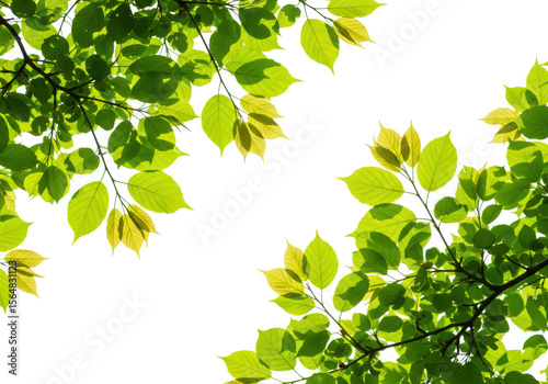 Sunlit green leaves on branches are isolated on transparent background, creating a natural frame