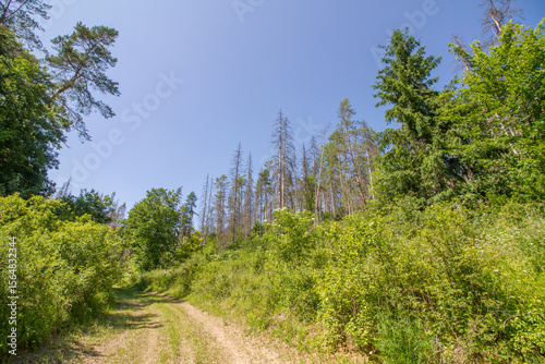 Green forest but with dead spruce trees in the background (human influence, environmental issues, climate change) near Hildburghausen, Germany