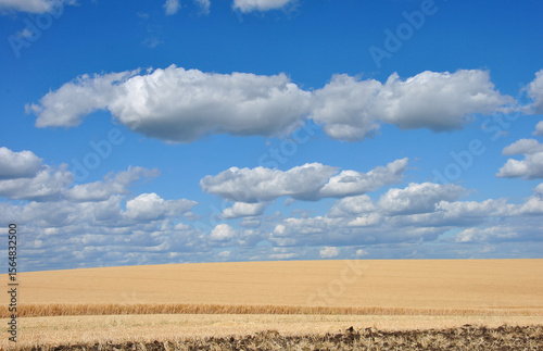 beautiful rural landscape. low textured clouds on a blue sky over a field of ripe wheat