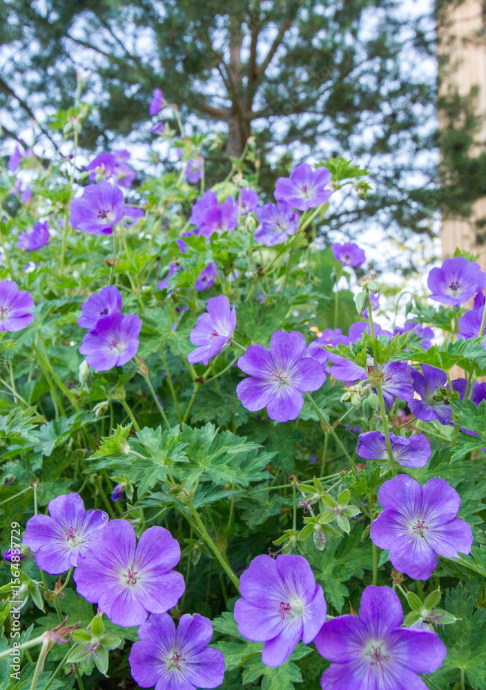 Obraz premium Flowerbed of purple hardy geraniums (cranesbill, perennial geranium)