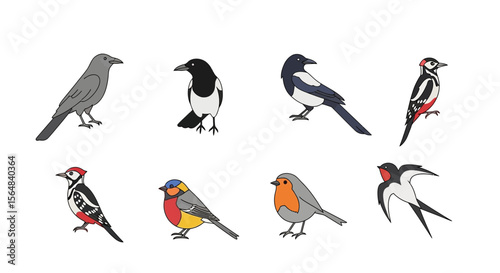 Vector bird identification guide featuring common bird species like robin, magpie, crow, swallow and woodpecker