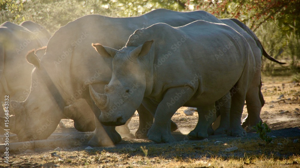 Naklejka premium Multiple white rhinos walking through dust in Etosha National Park, Namibia, captured in golden sunlight during the dry season.