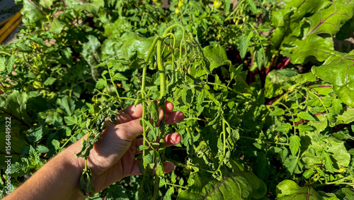 Cuadro en lienzo A hand cradles a wilting tomato vine under the sweltering sun, symbolizing Harve