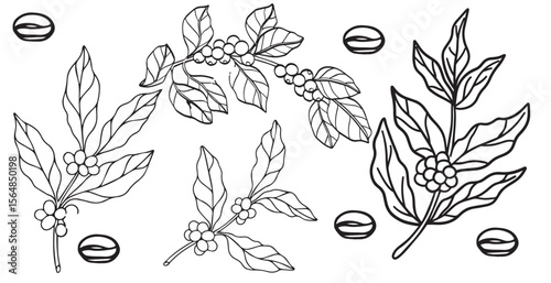 Engraving, branch with coffee beans, vector illustration in color and line sketch