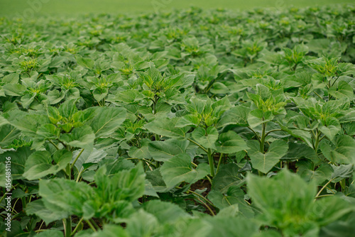 Foto Close-up view of a dense sunflower field with numerous green sunflower plants and buds ready to bloom
