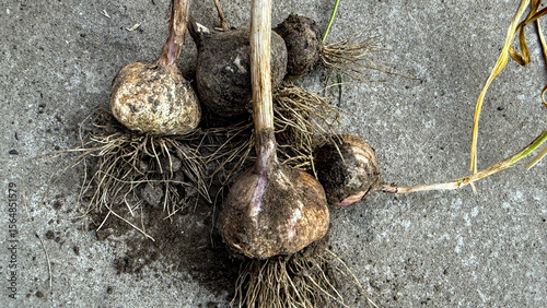Ancient garlic bulbs unearthed whisper secrets of harvest festivals, earth's tangled roots, culinary magic, and Samhain rituals