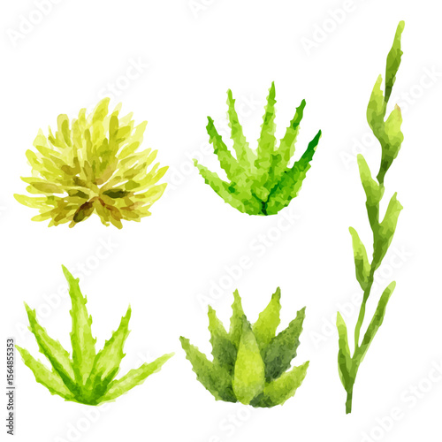 a set of watercolor plants and plants